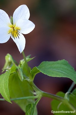 Flower detail